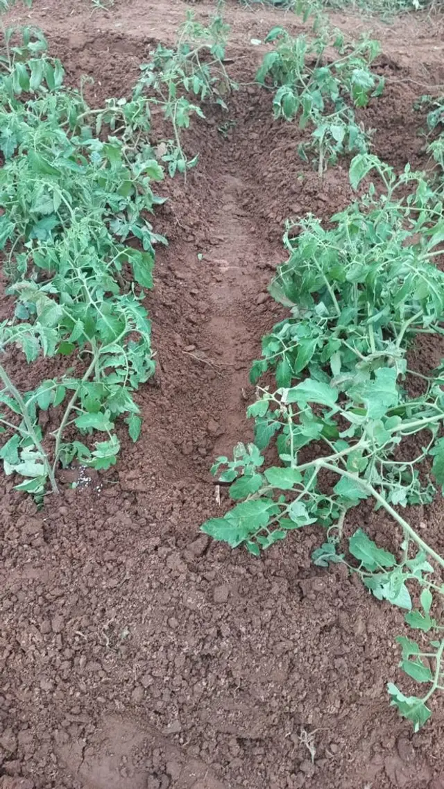 Rangs de tomates denses et vertes sous VGH