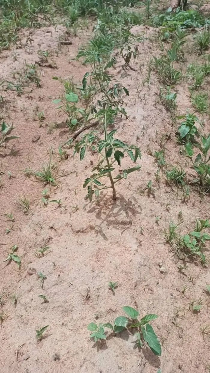 Plant de tomate témoin cultivé dehors, maigre et entouré d'herbes
